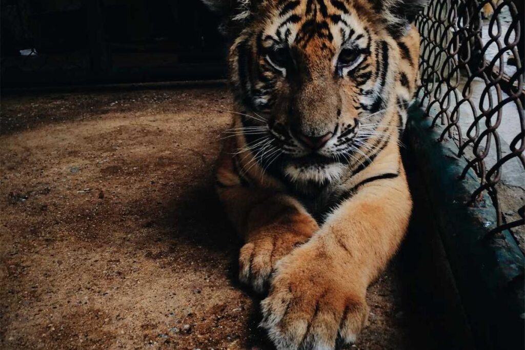 Token Not Recognized: How to Fix CAC Detection Issues